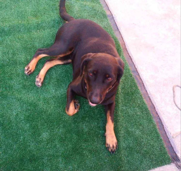 Cachorro ra a SRD idade 1 ano nome Catarina 