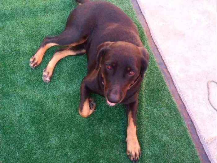 Cachorro ra a SRD idade 1 ano nome Catarina 