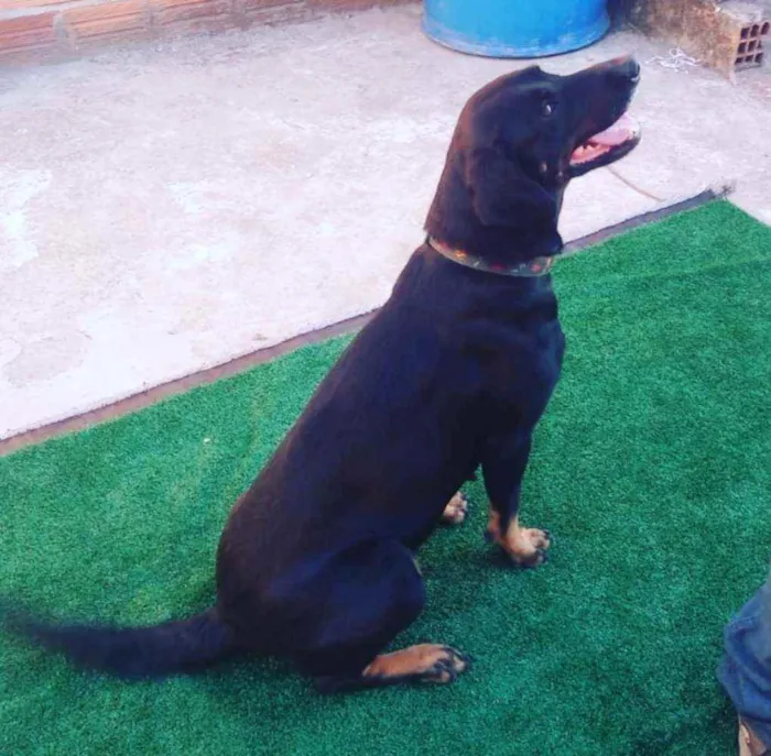 Cachorro ra a SRD idade 1 ano nome Catarina 