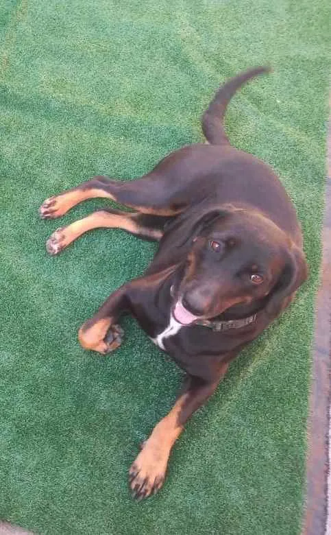 Cachorro ra a SRD idade 1 ano nome Catarina 