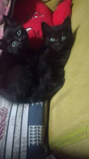 Gato raça GRAND idade 2 a 6 meses nome Sem nomes
