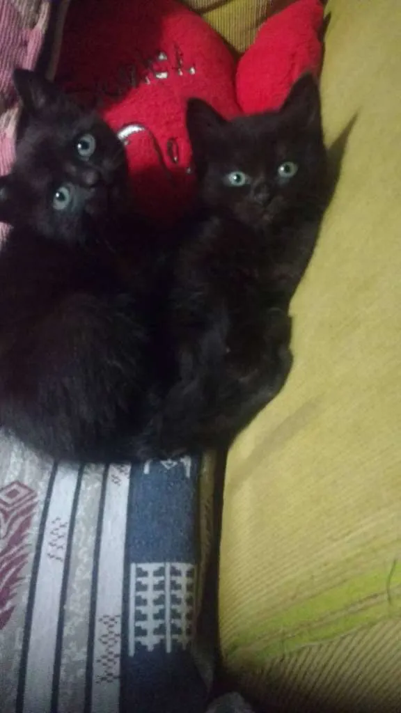Gato ra a GRAND idade 2 a 6 meses nome Sem nomes