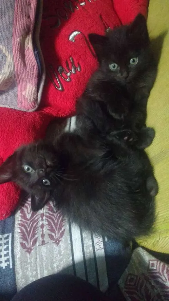Gato ra a GRAND idade 2 a 6 meses nome Sem nomes