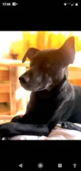Lilica