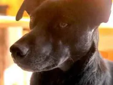 Cachorro ra a Srd idade 1 ano nome Lilica