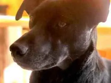 Cachorro ra a Srd idade 1 ano nome Lilica
