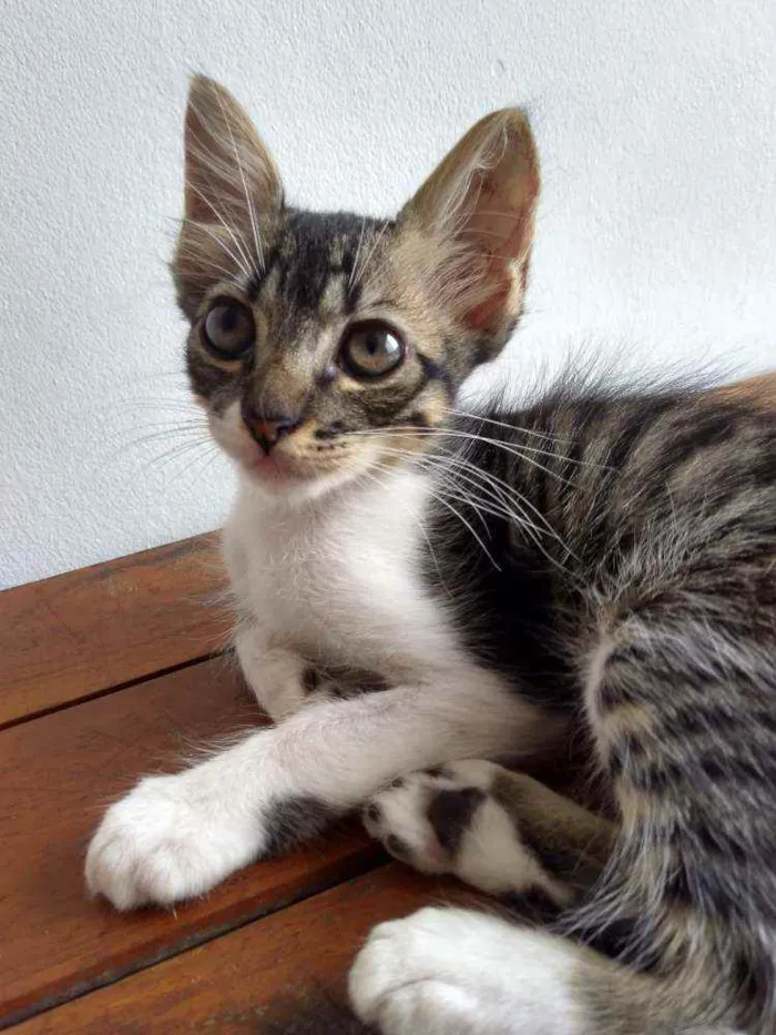 Gato raça SRD idade 2 a 6 meses nome Moacir