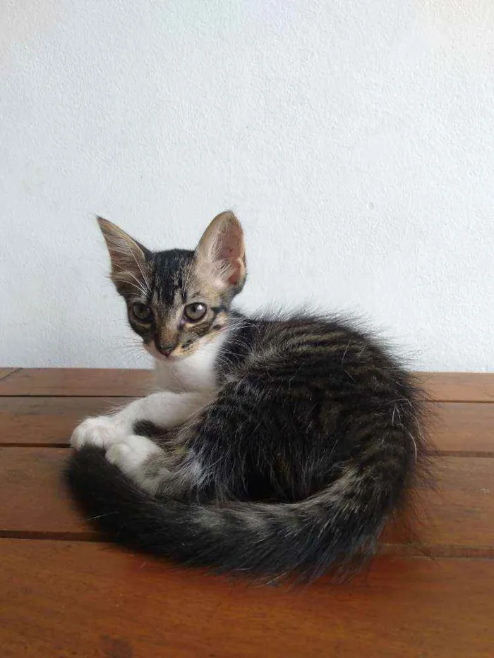 Gato raça SRD idade 2 a 6 meses nome Moacir