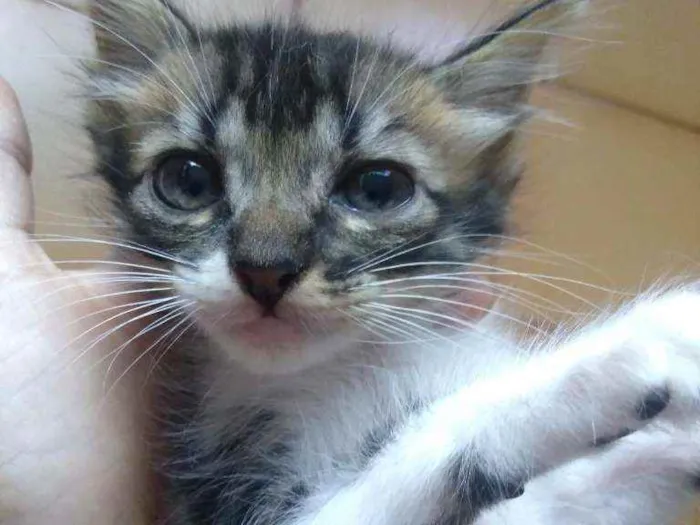 Gato raça SRD idade 2 a 6 meses nome Moacir