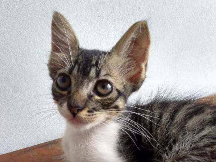 Gato raça SRD idade 2 a 6 meses nome Moacir