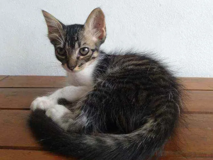 Gato raça SRD idade 2 a 6 meses nome Moacir