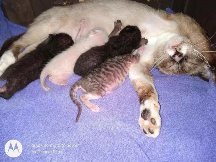 Gato ra a Viralata idade Abaixo de 2 meses nome Mel, Léo, Flay e Fre