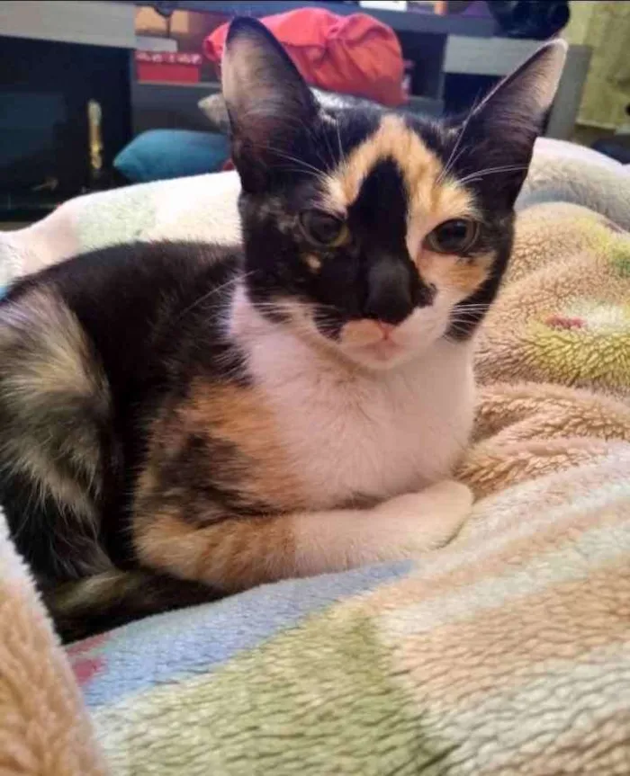 Gato ra a Sem raça  idade 2 a 6 meses nome Sem nome 
