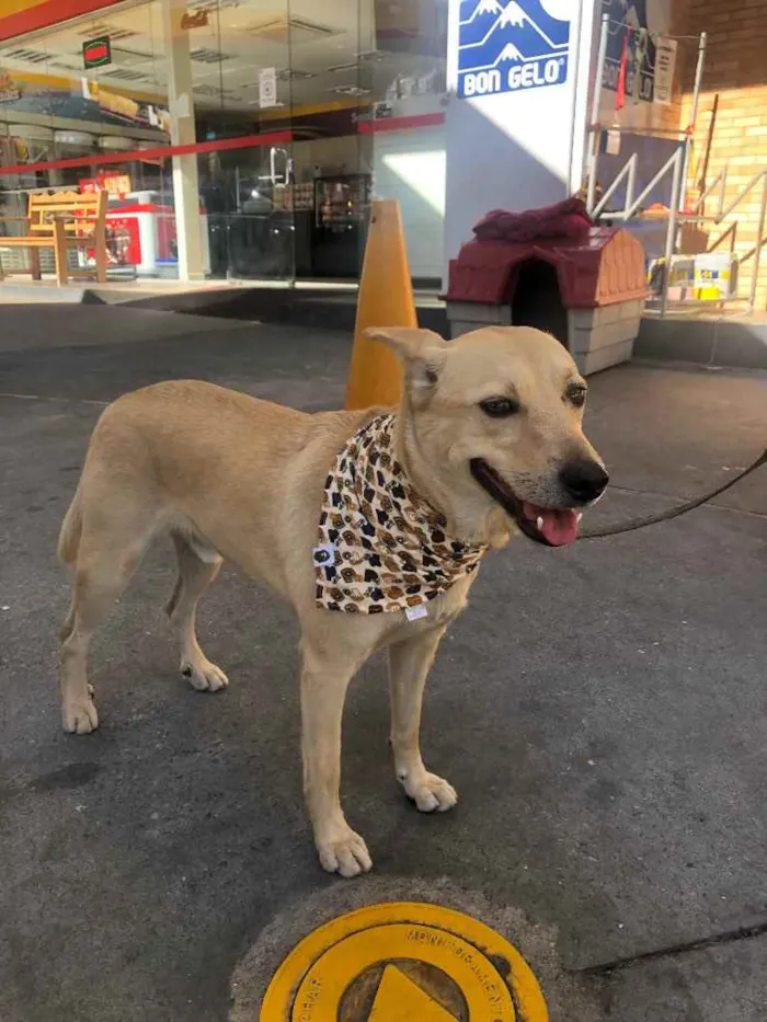 Cachorro ra a Vira lata idade 3 anos nome Marley