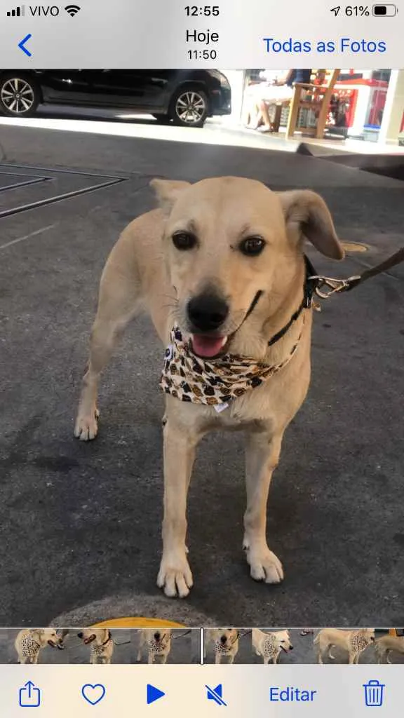 Cachorro ra a Vira lata idade 3 anos nome Marley