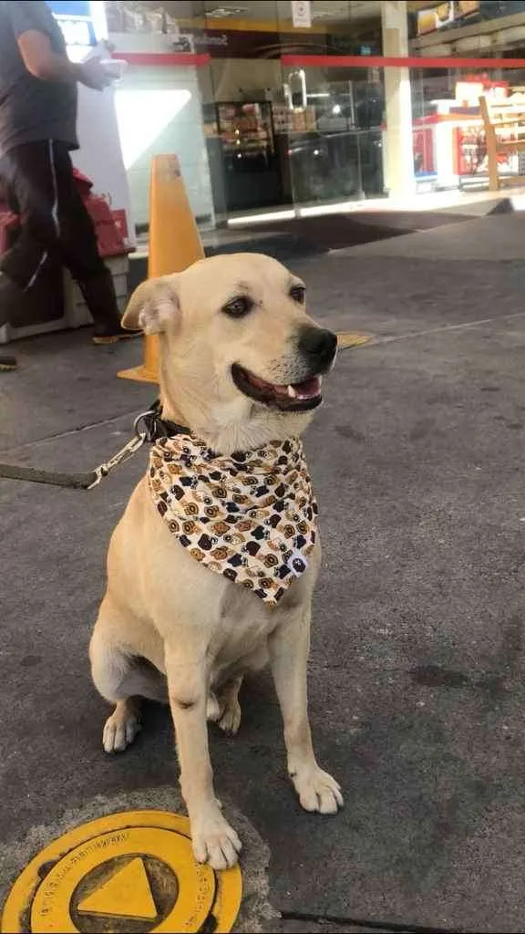 Cachorro ra a Vira lata idade 3 anos nome Marley