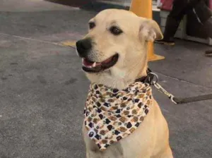 Cachorro raça Vira lata idade 3 anos nome Marley