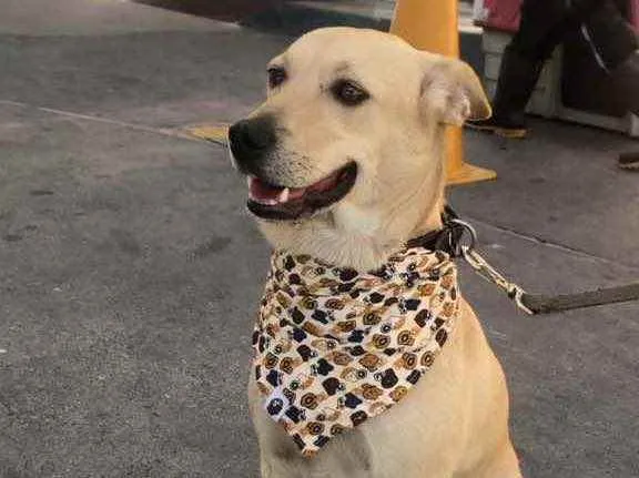 Cachorro ra a Vira lata idade 3 anos nome Marley