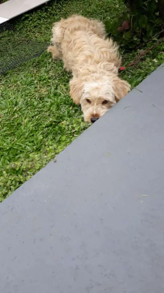 Cachorro ra a Mestiço idade 1 ano nome Billy