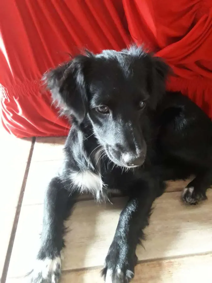 Cachorro ra a Srd idade  nome Liquinha