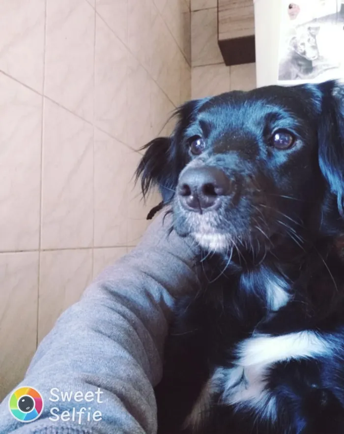 Cachorro ra a Srd idade  nome Liquinha
