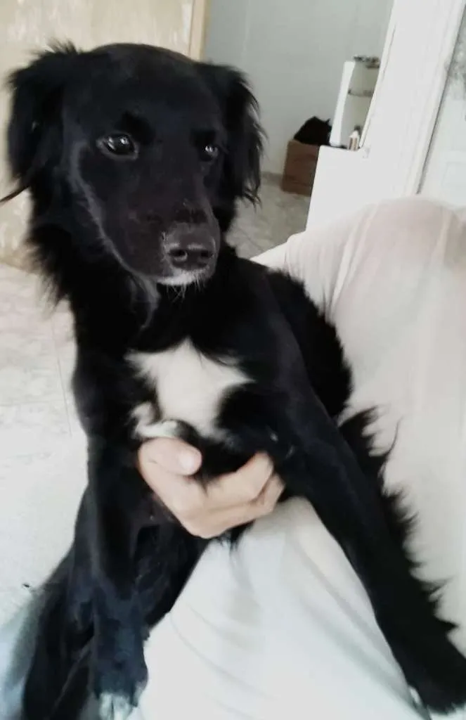 Cachorro ra a Srd idade  nome Liquinha
