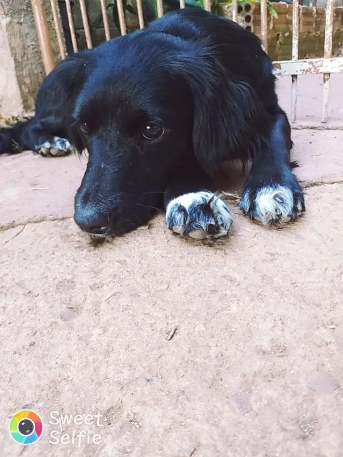 Cachorro ra a Srd idade  nome Liquinha