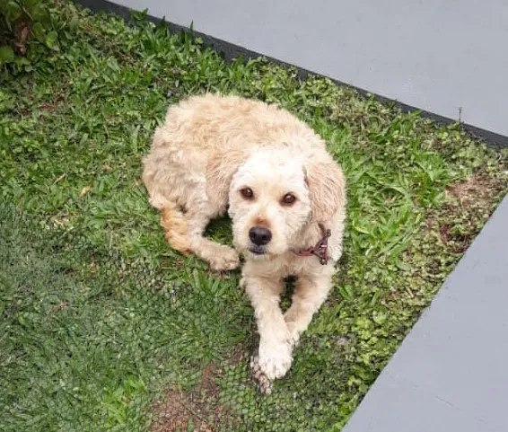 Cachorro ra a Mestiço idade 1 ano nome Billy