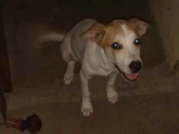 Cachorro ra a Normal idade 2 a 6 meses nome Billy