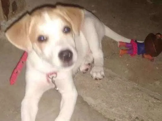 Cachorro ra a Normal idade 2 a 6 meses nome Billy