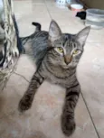 Mayara