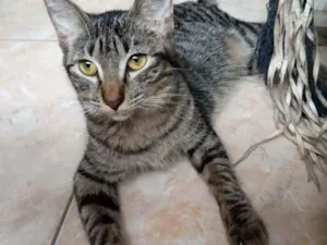 Gato raça Srd idade 2 a 6 meses nome Mayara