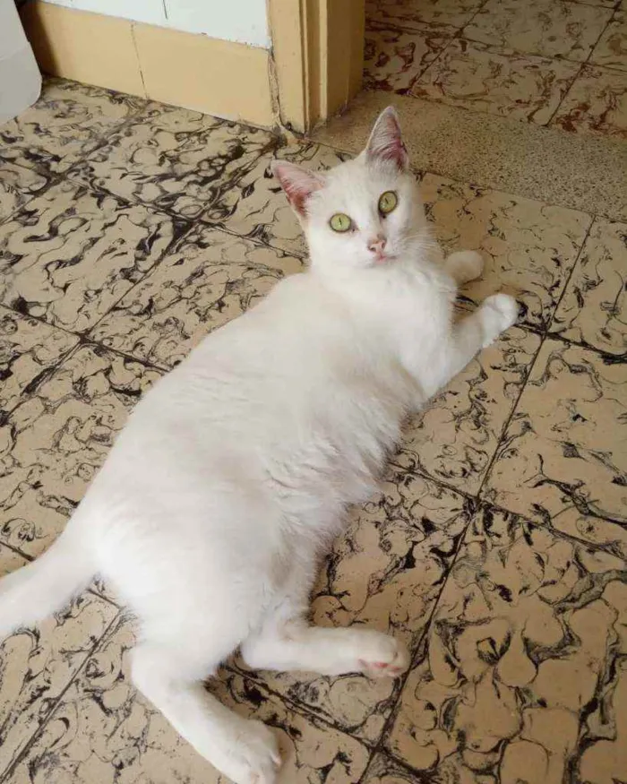 Gato ra a Srd idade 2 anos nome Anja