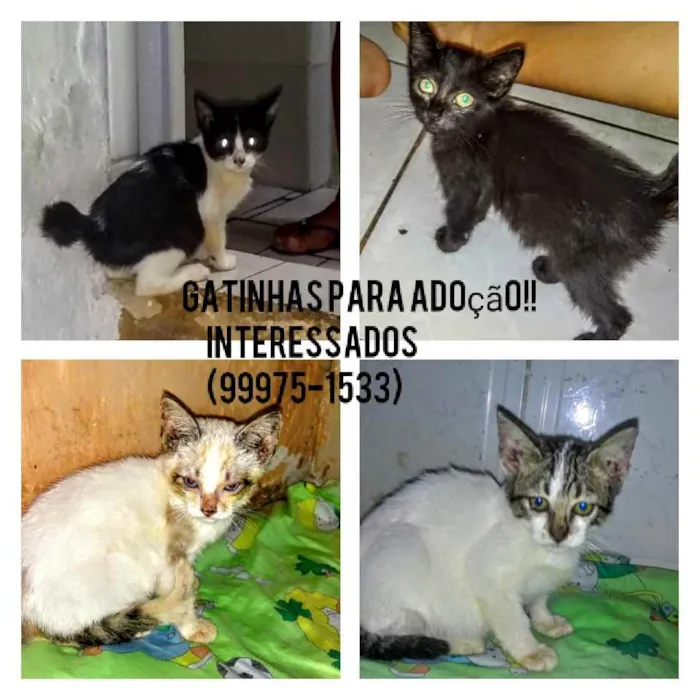 Gato raça Srd idade 2 a 6 meses nome Filhotes