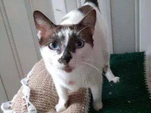 Gato raça srd idade 1 ano nome Coca cola 
