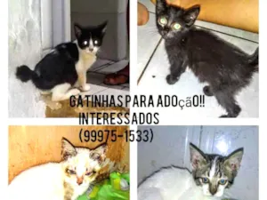 Gato raça Srd idade 2 a 6 meses nome Filhotes