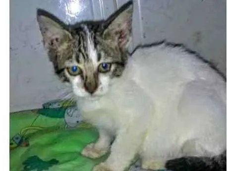 Gato raça Srd idade 2 a 6 meses nome Filhotes