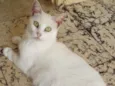 Anja