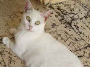 Gato raça Srd idade 2 anos nome Anja