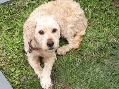 Cachorro ra a Mestiço idade 1 ano nome Billy