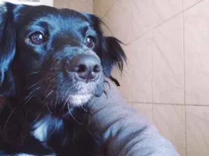 Cachorro raça Srd idade  nome Liquinha