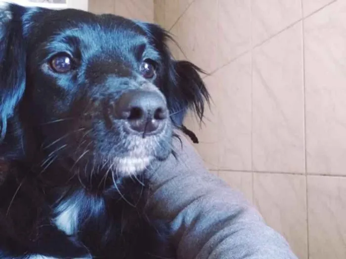 Cachorro ra a Srd idade  nome Liquinha