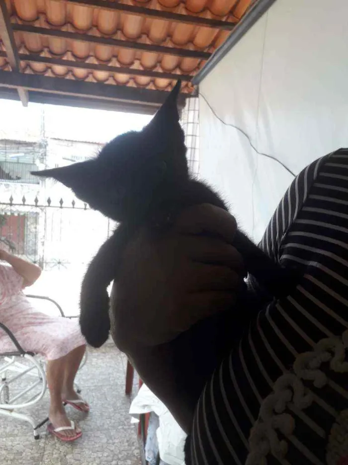 Gato ra a Idefinida idade Abaixo de 2 meses nome Lala