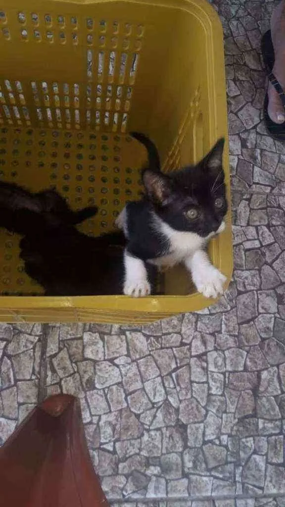 Gato ra a Idefinida idade Abaixo de 2 meses nome Lala