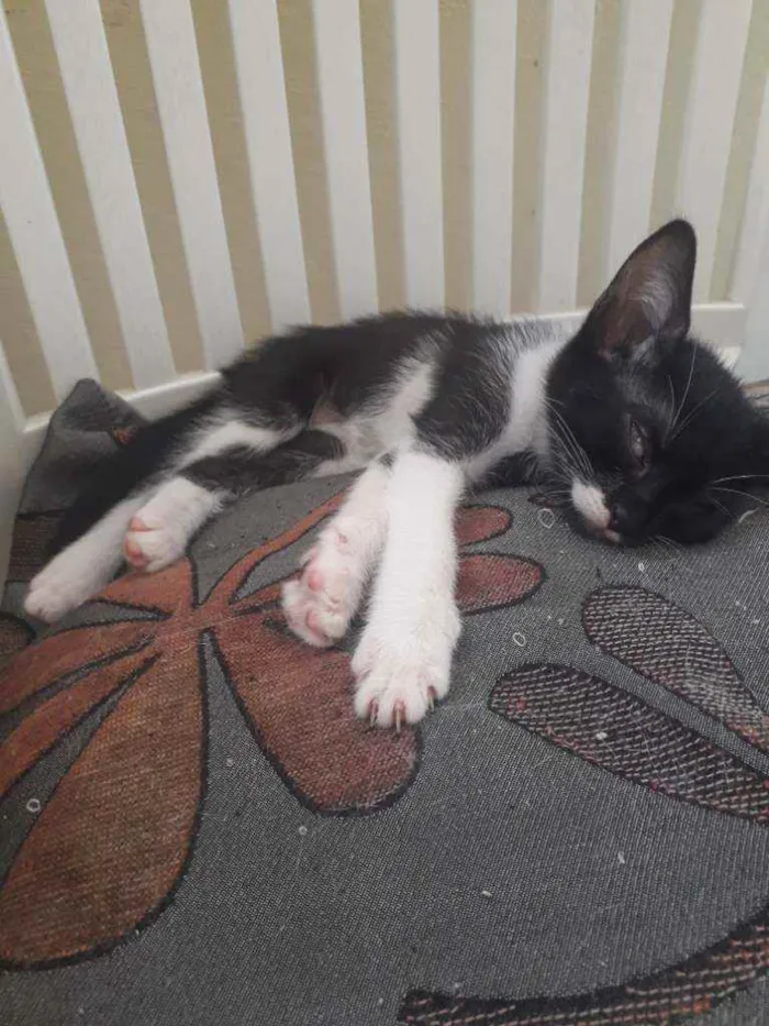 Gato ra a Idefinida idade Abaixo de 2 meses nome Lala