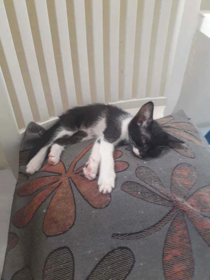 Gato ra a Idefinida idade Abaixo de 2 meses nome Lala