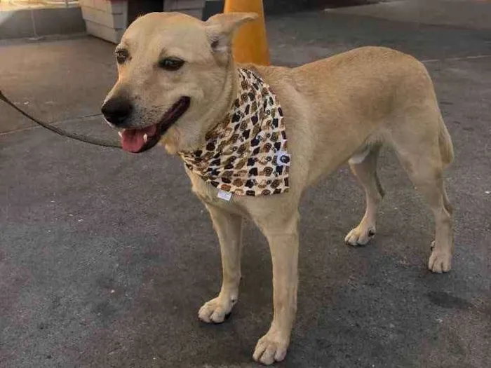Cachorro ra a Vira lata idade 3 anos nome Marley