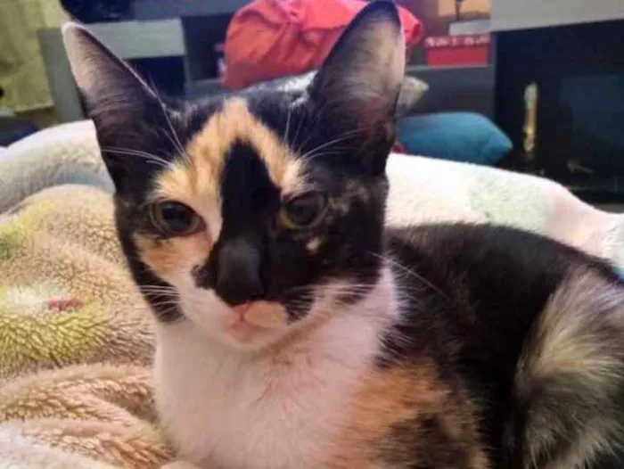 Gato ra a Sem raça  idade 2 a 6 meses nome Sem nome 