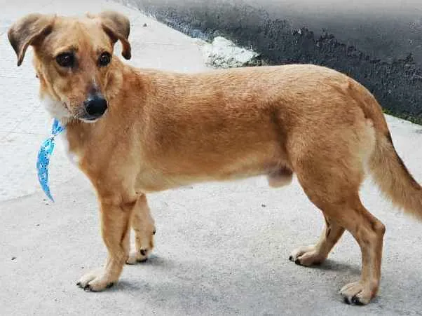 Cachorro ra a SRD idade 2 anos nome CARAMELO