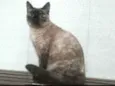 Amora